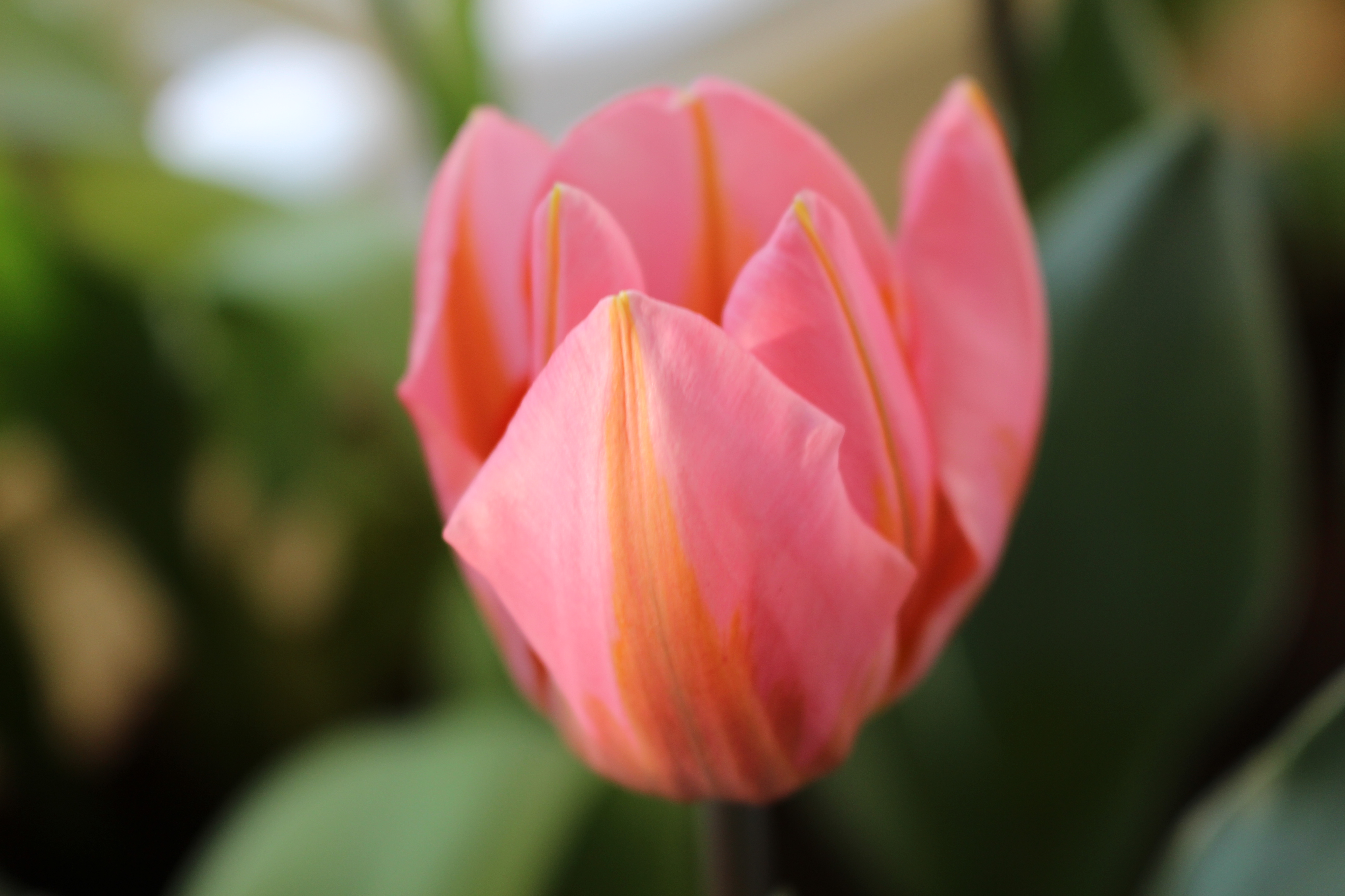 Bild von einer Tulpe