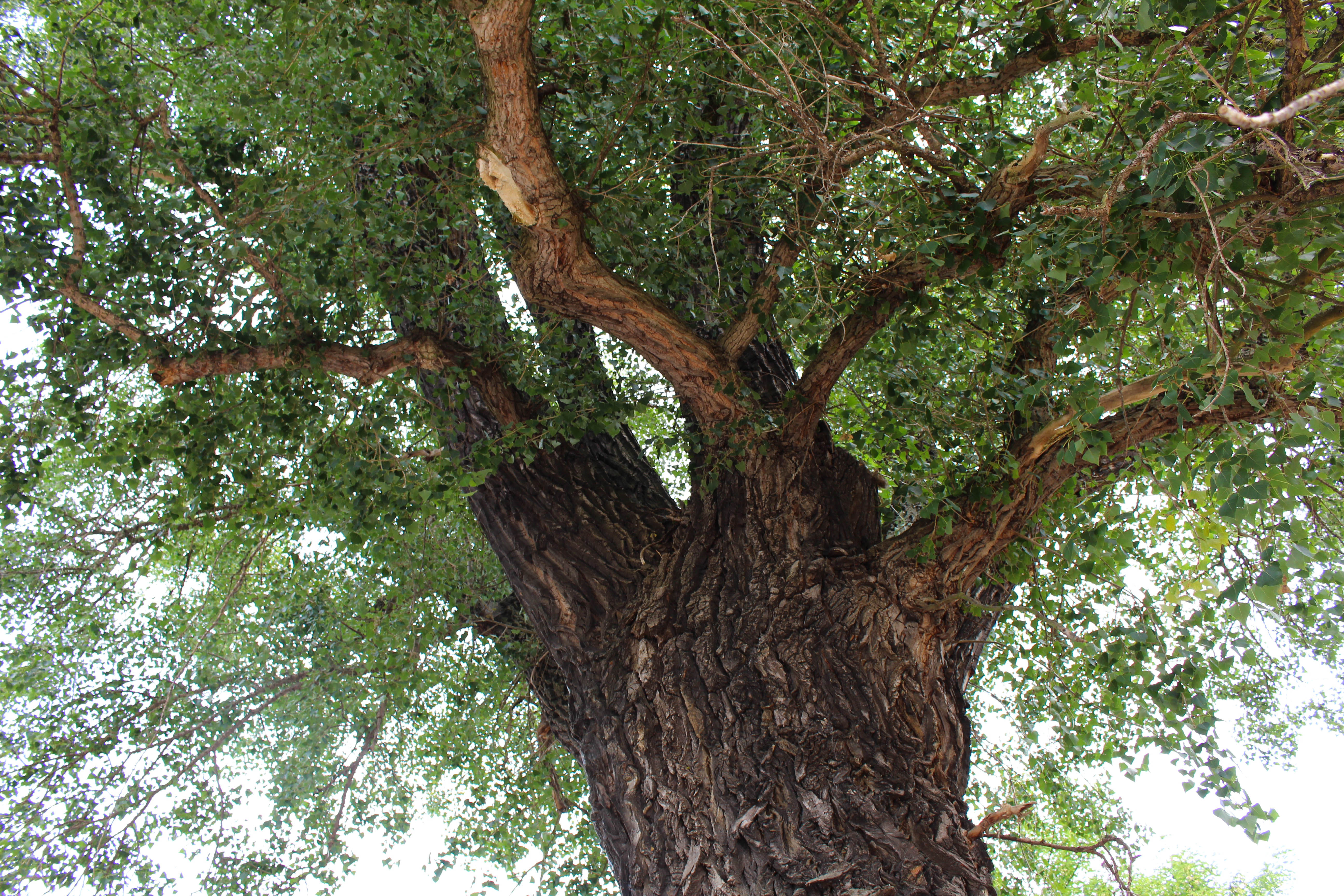 Bild von einem Baum